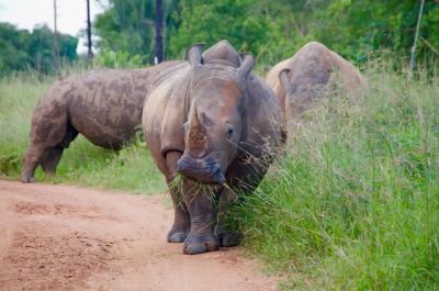 5 days Murchison Falls Nature Tour>game safari Murchison Falls