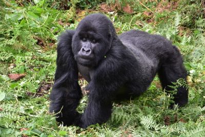 UGANDA CHIMPANZEE AND 2 DAYS  GORILLA TREKKING TOUR