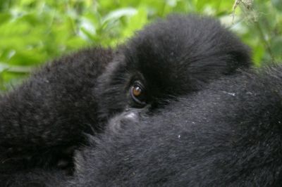 Rwanda Tourism @a glance