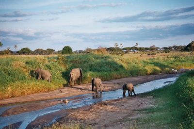 Ruaha package holiday>11 days>selous game tour Tanzania