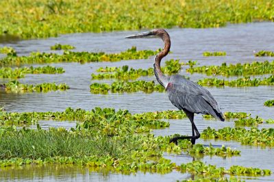 Tanzania birding tours> bird watching Tanzania~14days