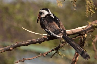Southern Tanzania birding tours> Tanzania Serengeti birding holidays~17days