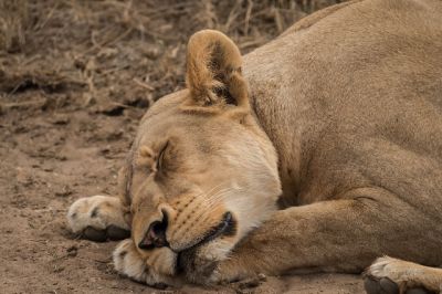 Tanzania Simba holiday  safari>vacations Tanzania-3 nights