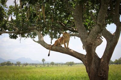 Explore Kidepo Park Safari Tour>10 days